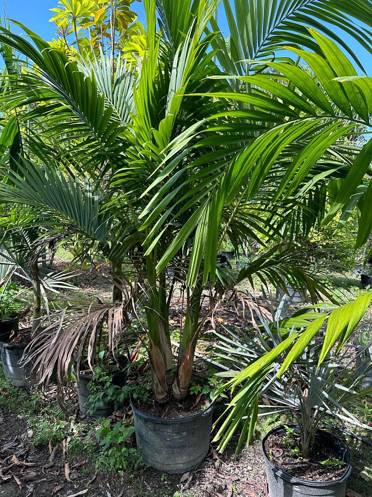 archontophoenix-alexandrae-king-alexander-palm