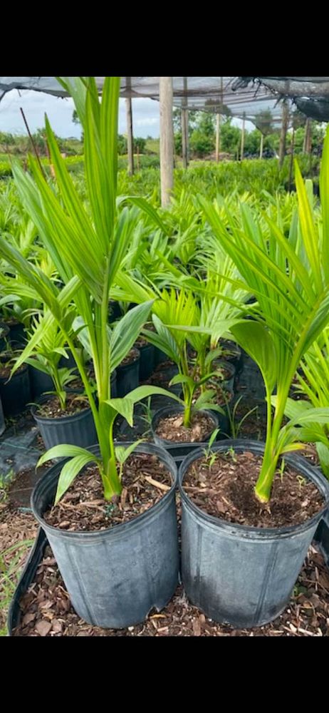 archontophoenix-alexandrae-king-alexander-palm