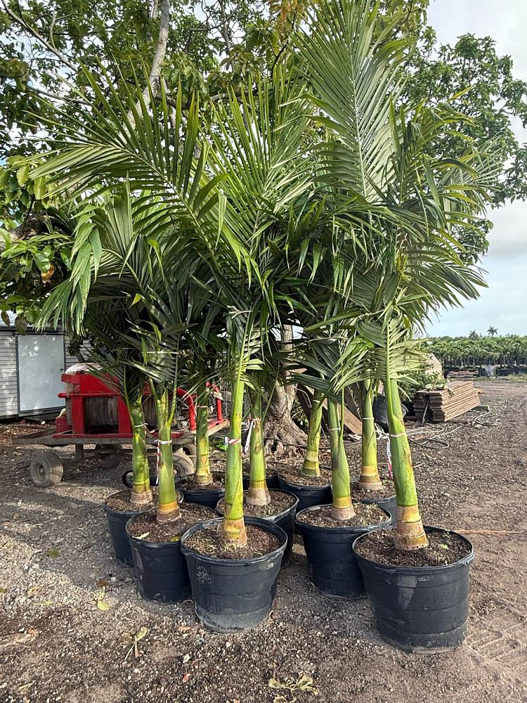 archontophoenix-alexandrae-king-alexander-palm