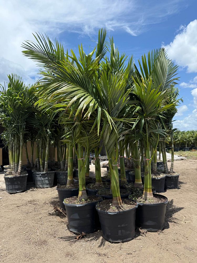 archontophoenix-alexandrae-king-alexander-palm