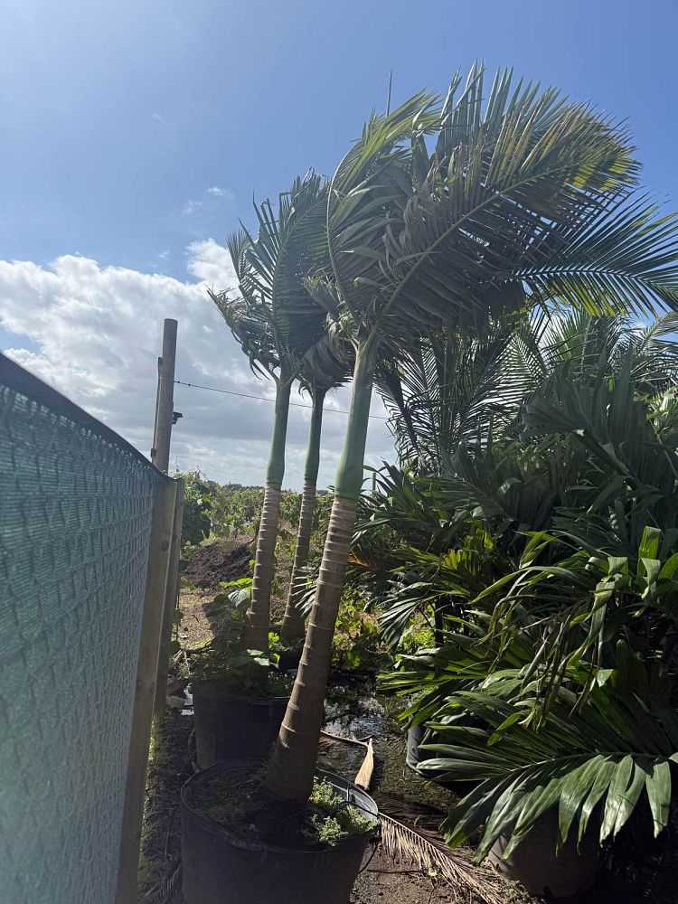 archontophoenix-alexandrae-king-alexander-palm