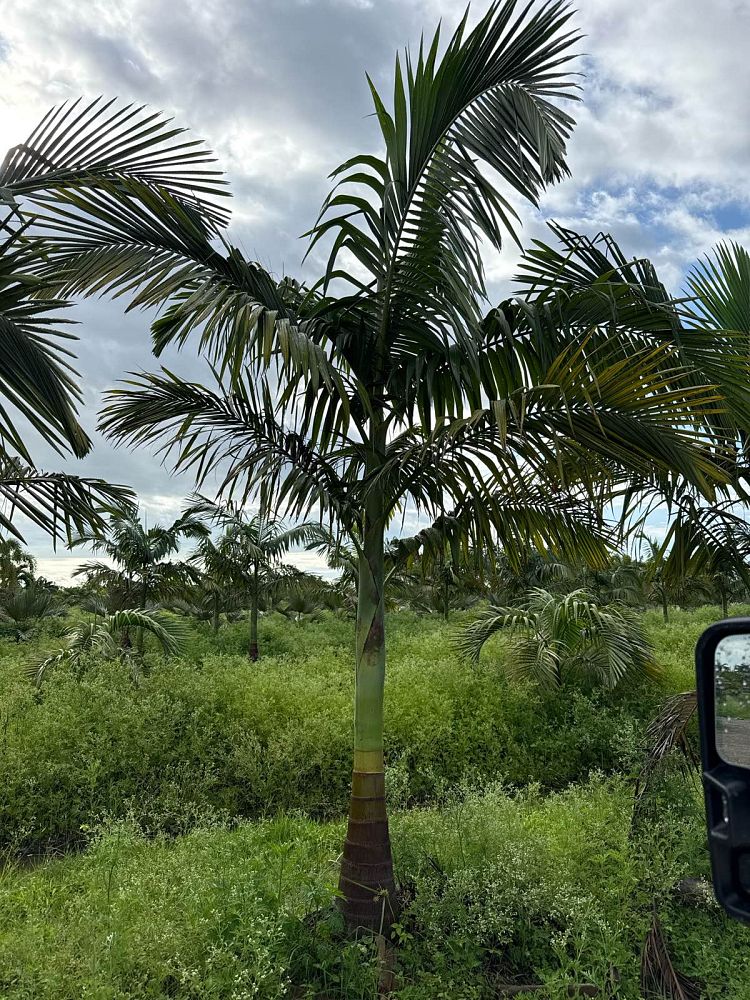 archontophoenix-alexandrae-king-alexander-palm