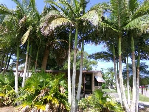 archontophoenix-alexandrae-king-alexander-palm