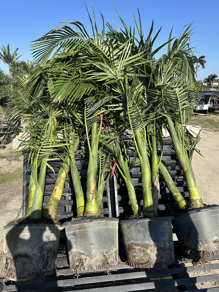 archontophoenix-alexandrae-king-alexander-palm