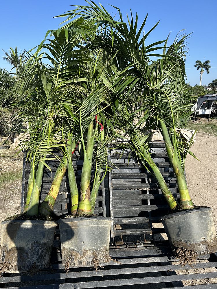 archontophoenix-alexandrae-king-alexander-palm