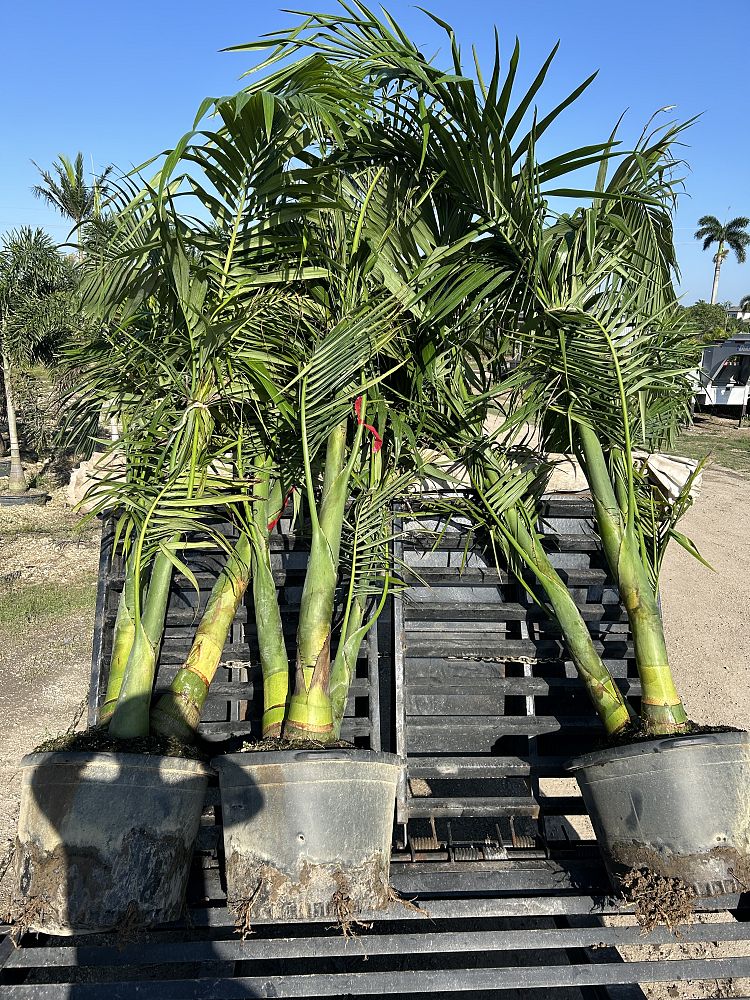 archontophoenix-alexandrae-king-alexander-palm