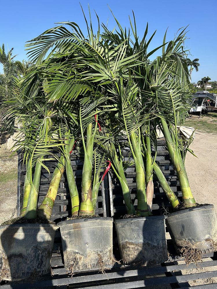 archontophoenix-alexandrae-king-alexander-palm