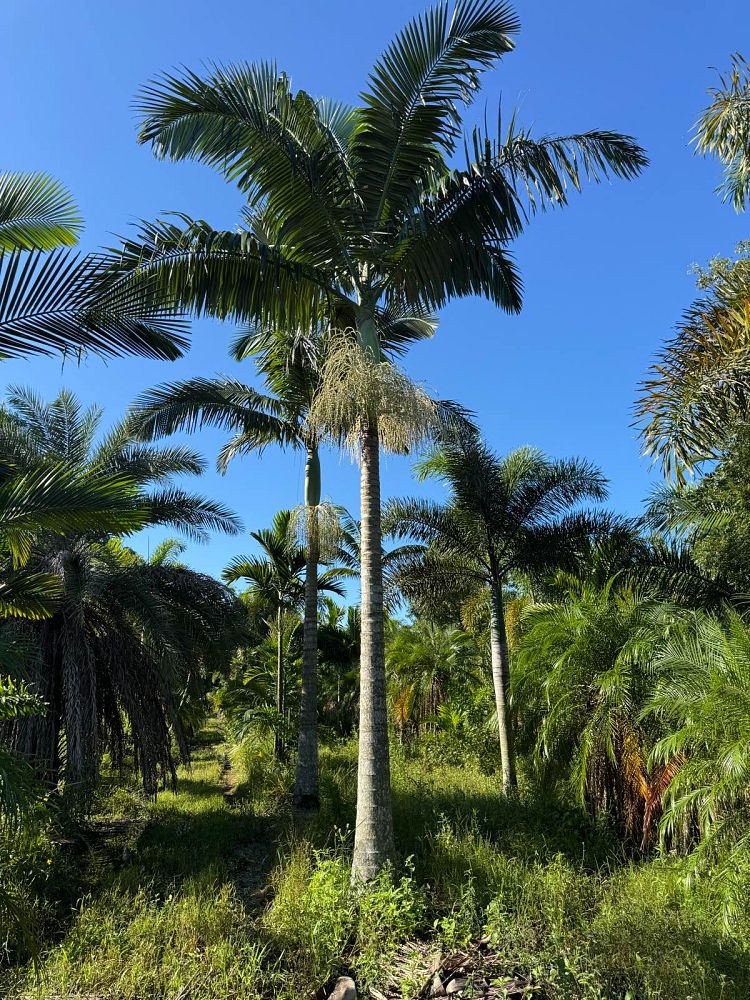 archontophoenix-alexandrae-king-alexander-palm