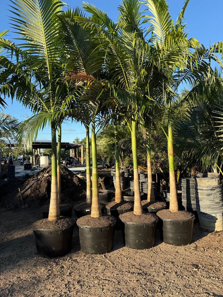 archontophoenix-alexandrae-king-alexander-palm