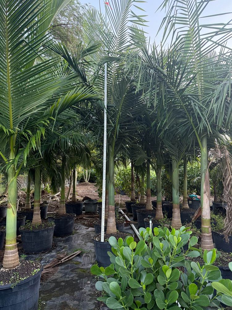 archontophoenix-alexandrae-king-alexander-palm