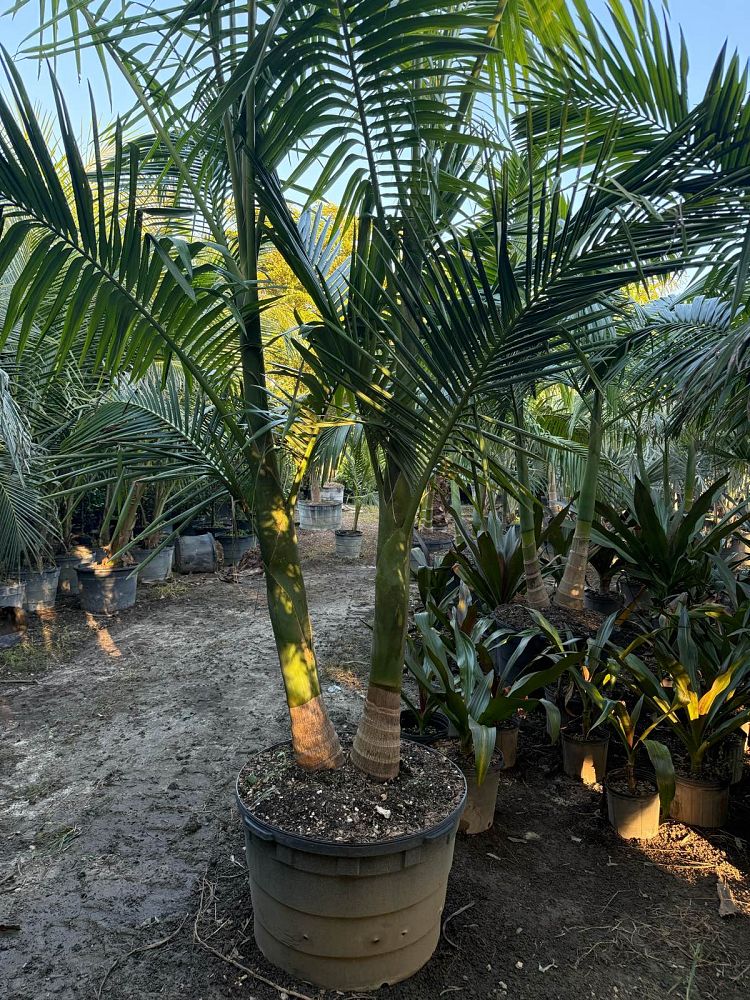 archontophoenix-alexandrae-king-alexander-palm