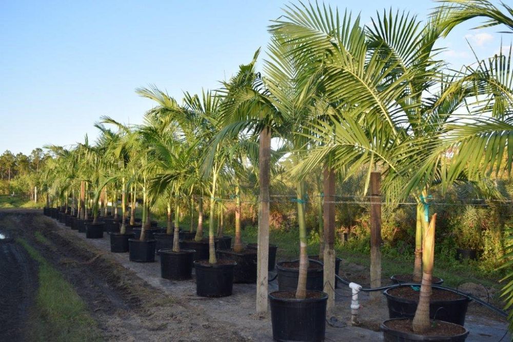 archontophoenix-cunninghamiana-illawarra-piccabeen-palm