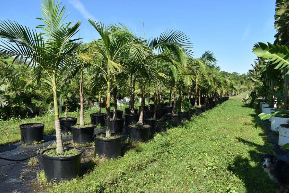 archontophoenix-cunninghamiana-illawarra-piccabeen-palm