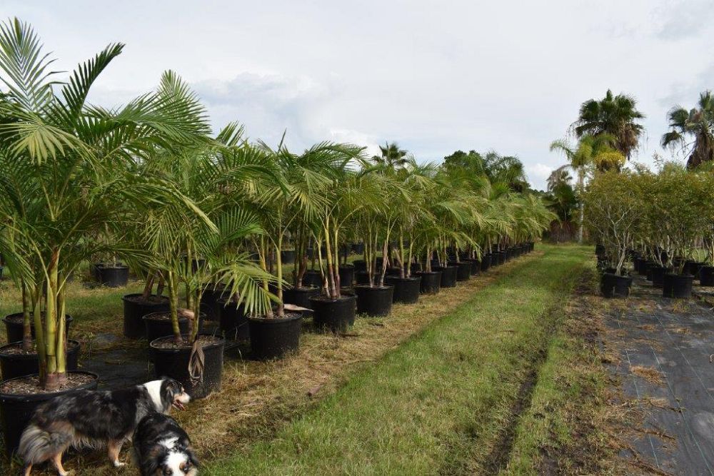 archontophoenix-cunninghamiana-illawarra-piccabeen-palm