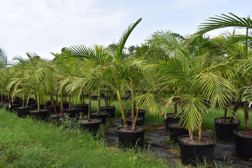 archontophoenix-cunninghamiana-illawarra-piccabeen-palm