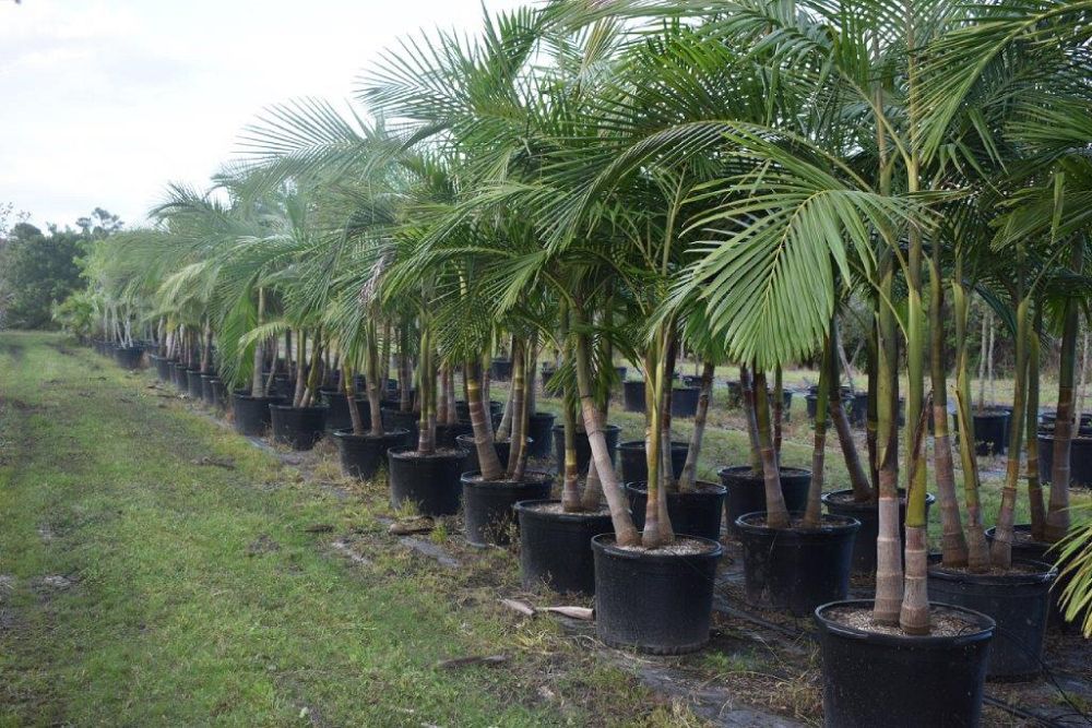 archontophoenix-cunninghamiana-illawarra-piccabeen-palm
