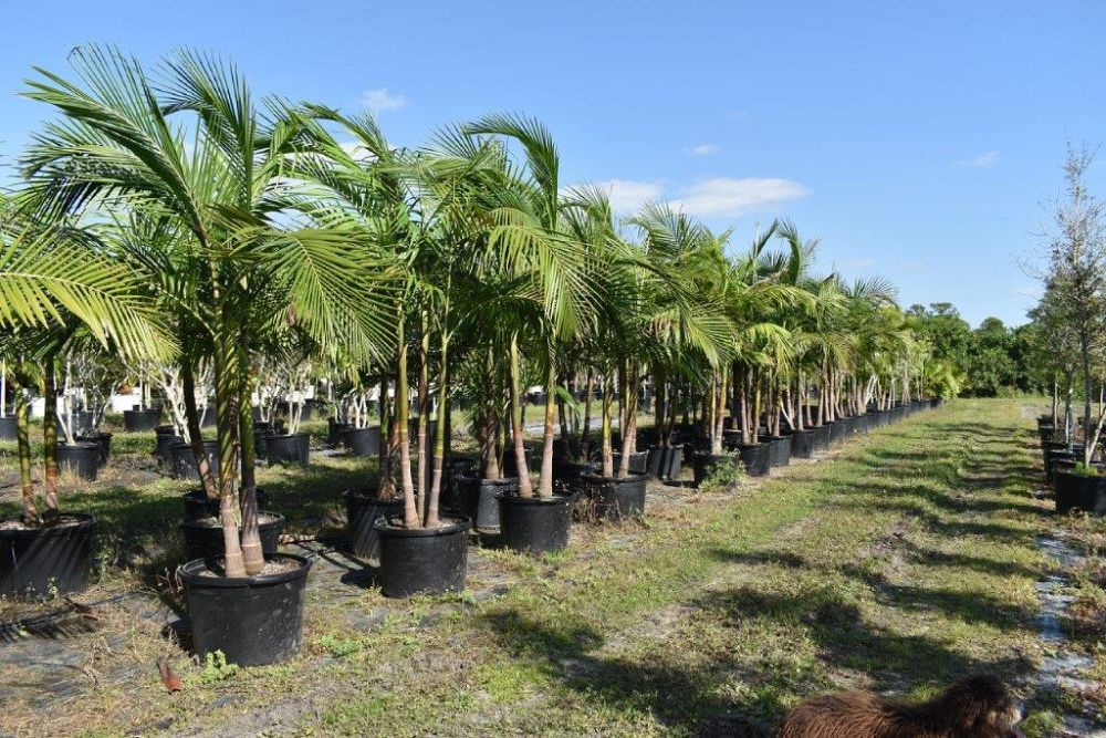 archontophoenix-cunninghamiana-illawarra-piccabeen-palm