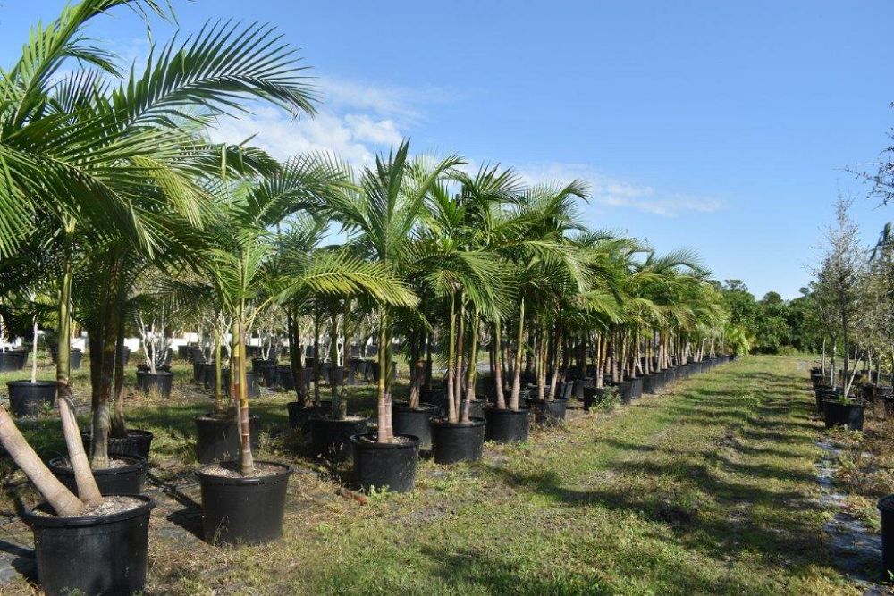 archontophoenix-cunninghamiana-illawarra-piccabeen-palm