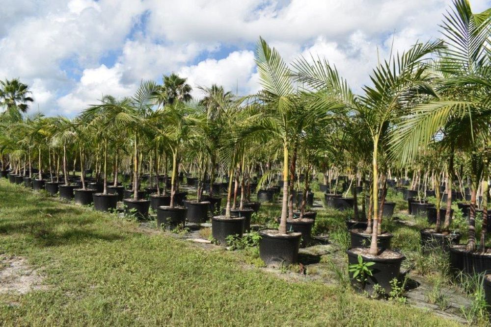 archontophoenix-cunninghamiana-illawarra-piccabeen-palm