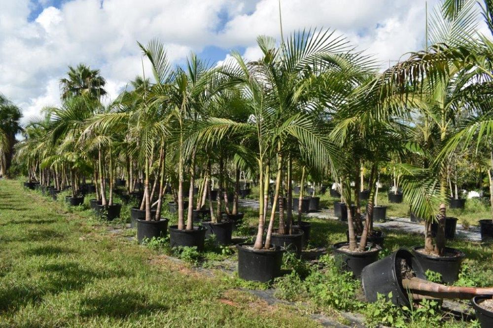 archontophoenix-cunninghamiana-illawarra-piccabeen-palm