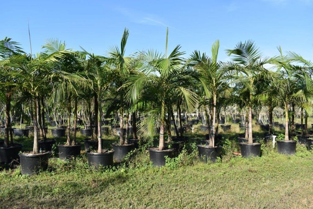 archontophoenix-cunninghamiana-illawarra-piccabeen-palm