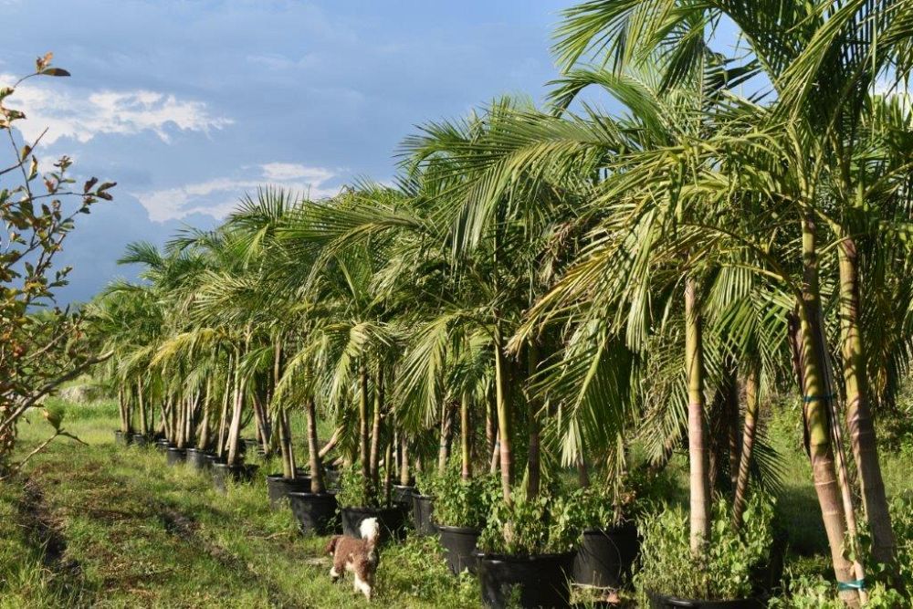 archontophoenix-cunninghamiana-illawarra-piccabeen-palm