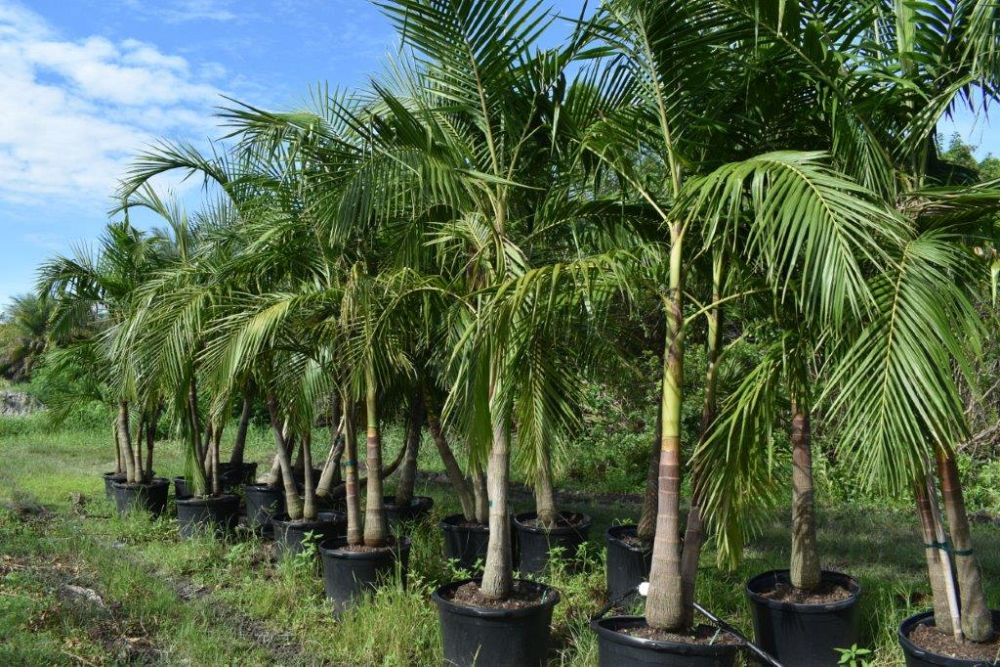 archontophoenix-cunninghamiana-illawarra-piccabeen-palm