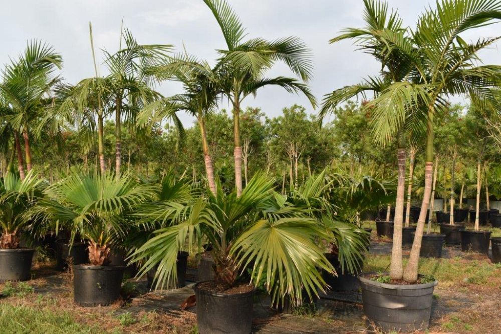 archontophoenix-cunninghamiana-illawarra-piccabeen-palm