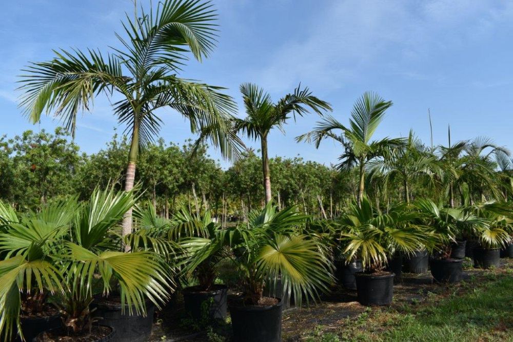 archontophoenix-cunninghamiana-illawarra-piccabeen-palm