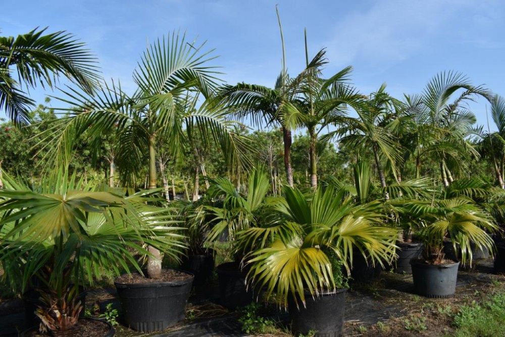 archontophoenix-cunninghamiana-illawarra-piccabeen-palm