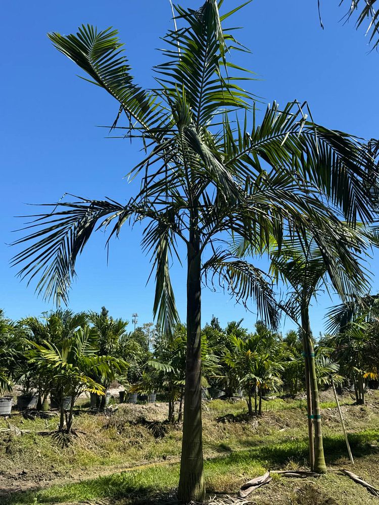 archontophoenix-cunninghamiana-illawarra-piccabeen-palm