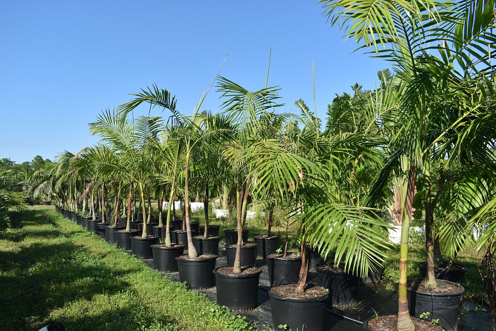 archontophoenix-cunninghamiana-piccabeen-palm