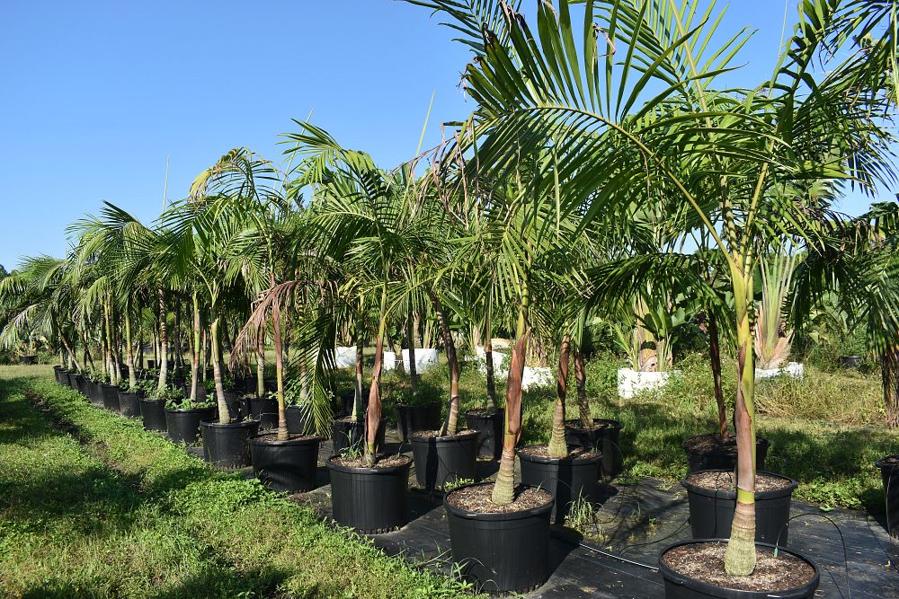 archontophoenix-cunninghamiana-piccabeen-palm