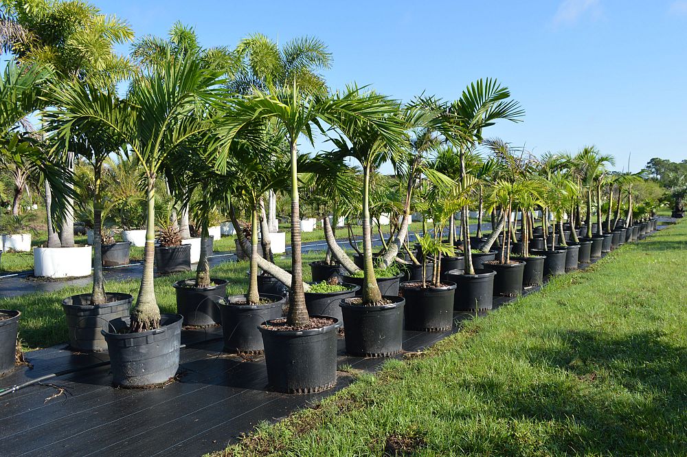archontophoenix-cunninghamiana-piccabeen-palm