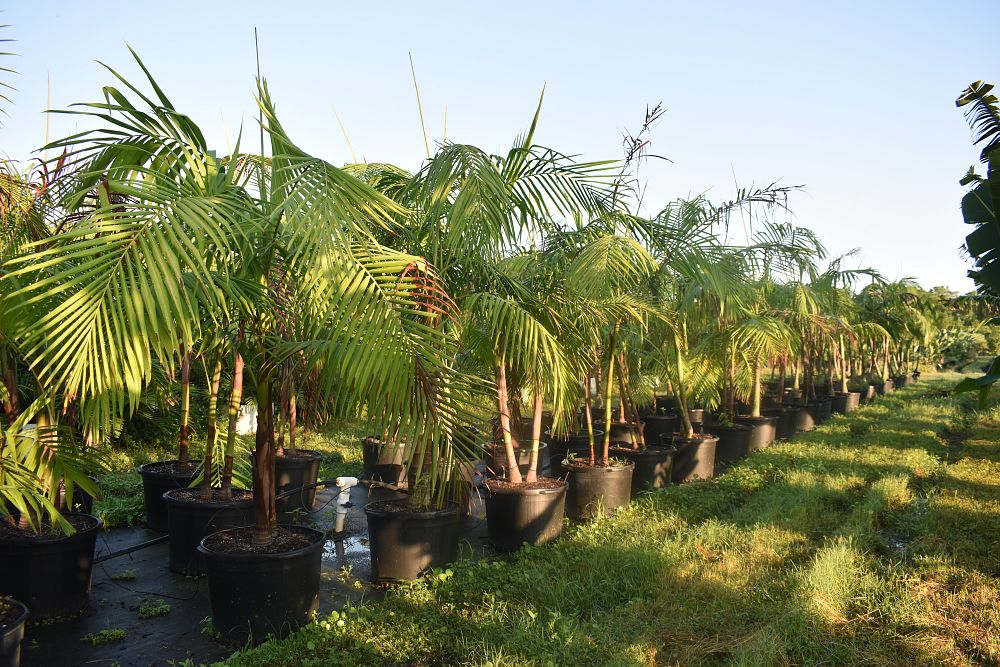 archontophoenix-cunninghamiana-piccabeen-palm