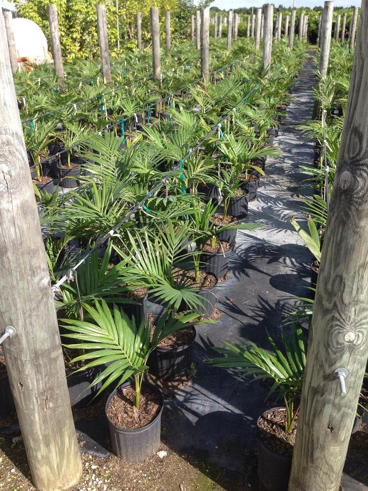 archontophoenix-cunninghamiana-piccabeen-palm