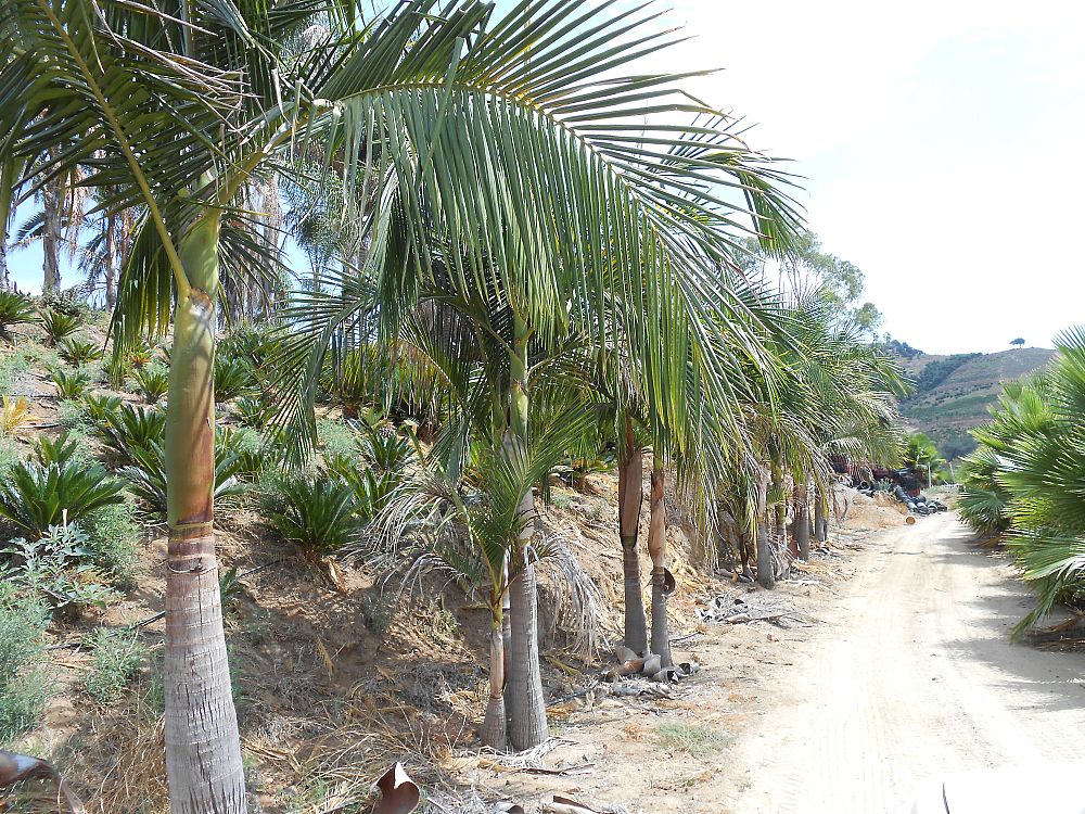 archontophoenix-cunninghamiana-piccabeen-palm