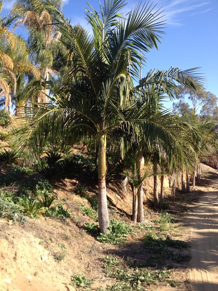 archontophoenix-cunninghamiana-piccabeen-palm