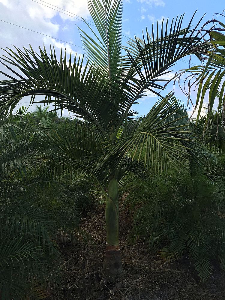 archontophoenix-cunninghamiana-piccabeen-palm