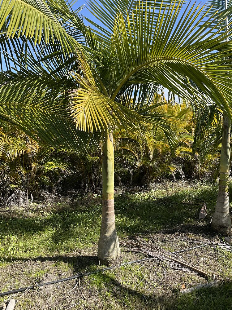 archontophoenix-cunninghamiana-piccabeen-palm