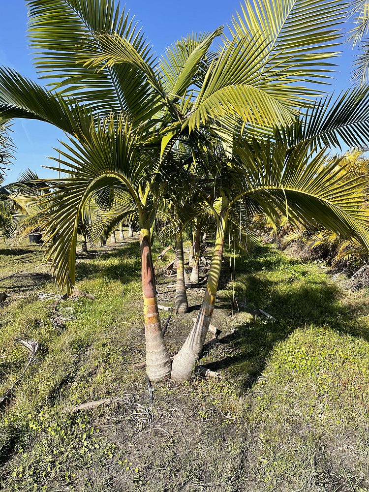 archontophoenix-cunninghamiana-piccabeen-palm
