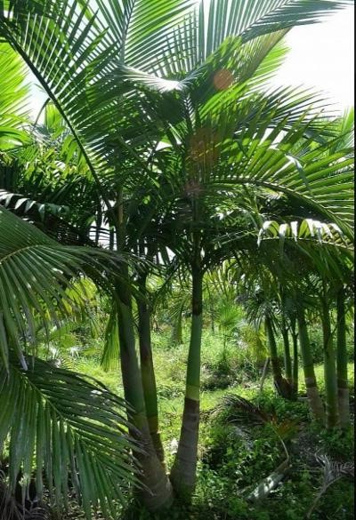archontophoenix-cunninghamiana-piccabeen-palm