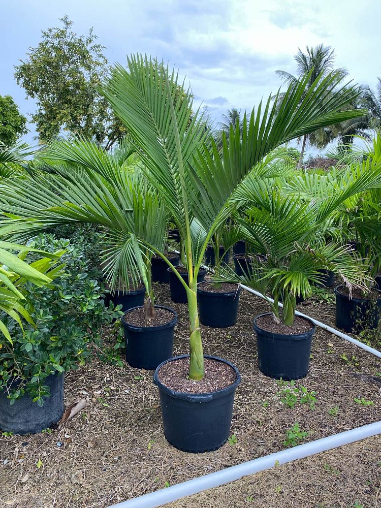 archontophoenix-cunninghamiana-piccabeen-palm