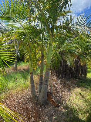 archontophoenix-cunninghamiana-piccabeen-palm