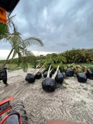 archontophoenix-cunninghamiana-piccabeen-palm