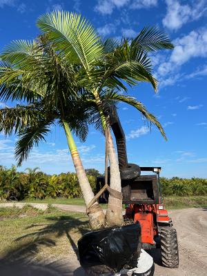 archontophoenix-cunninghamiana-piccabeen-palm