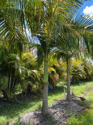 archontophoenix-cunninghamiana-piccabeen-palm