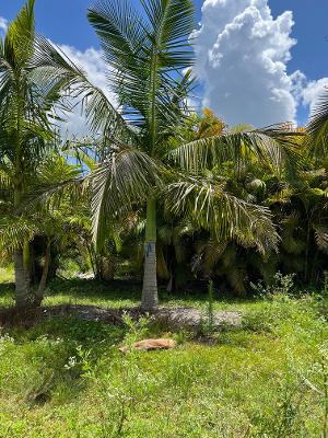 archontophoenix-cunninghamiana-piccabeen-palm