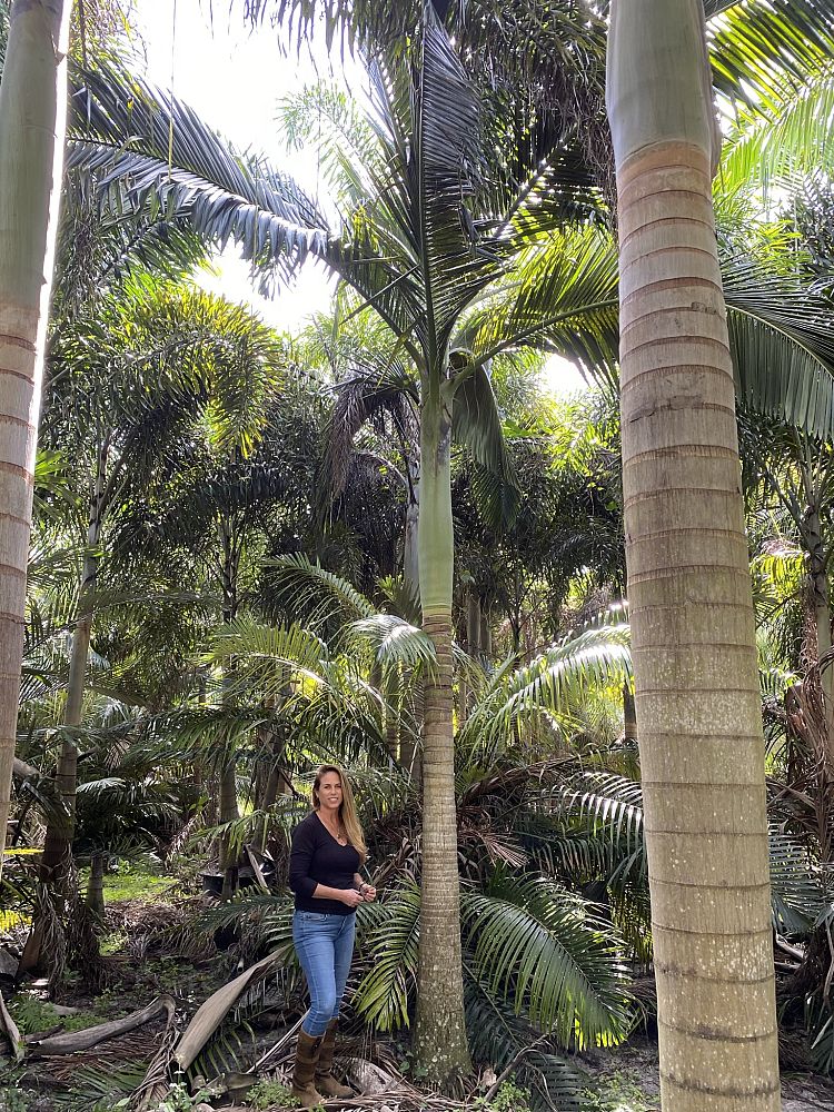 archontophoenix-cunninghamiana-piccabeen-palm