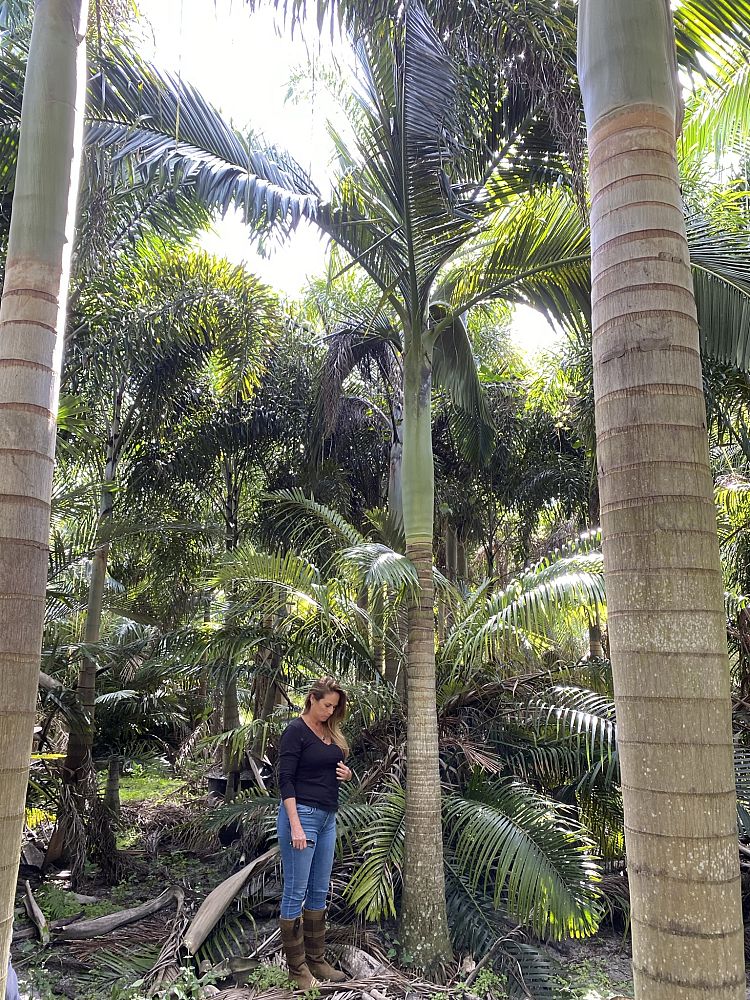 archontophoenix-cunninghamiana-piccabeen-palm